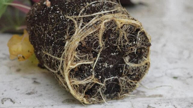 Close-up macro video of a plant root ball with soil and tangled roots, freshly removed from a pot. Gardening, replanting, and healthy root system concept for horticulture and education.