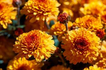 A stunning floral pattern of chrysanthemum blossoms, bright and golden in the autumn garden.