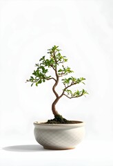 A small bonsai tree in a decorative pot, against a plain white background.