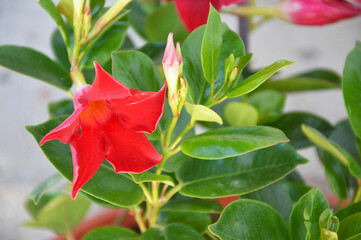 Red Dipladenia, tropical flowering plant