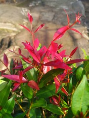 A close-up of the vibrant plant with striking new red leaves emerging among the older green foliage, bathed in natural light.