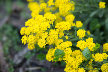 yellow tiny  flowers background
