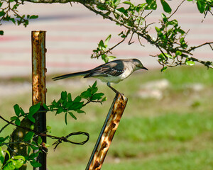 A northern mockingbird on a white, rusted post tilts head to get a better look around
