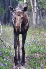Yukon Territories, Canada