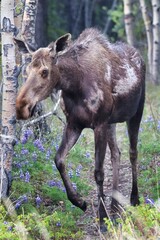 Fototapeta premium Yukon Territories, Canada
