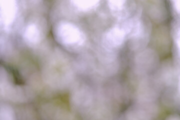 An abstract photograph of white flowers with a soft background. The image is blurry.