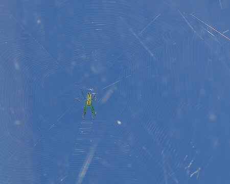 orchard orbweaver spider awaits in the center of it's web to catch it's prey