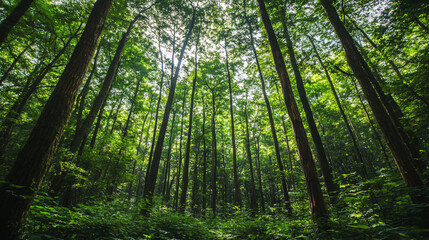 Lush forests are home to countless species.