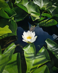 	
Delicate white water lily floats on dark water, surrounded by large, vibrant green leaf pads. Beautiful natural pond
