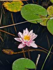 Closeup beautiful, pink waterlily with a bright yellow center floats on calm, dark water, surrounded by vibrant green lily pads, along with reeds. Tranquil lotus flower on pond surface