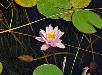Closeup beautiful, pink waterlily with a bright yellow center floats on calm, dark water,...