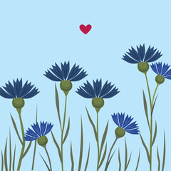 Cute blue cornflowers with a red heart. Floral background.
