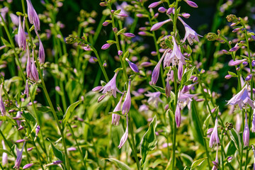 Garden full of Plantain Lily (Hosta Plantaginea) in the sunlight of an Ohio morning