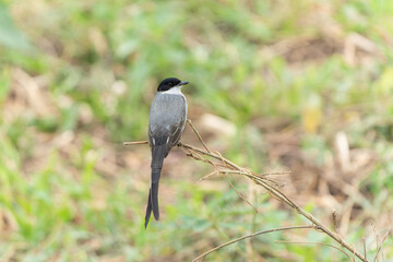 fork-tailed flycatcher (Tyrannus savana) sitting on a branch in the wetlands of the North Pantanal in Mata Grosso in Brazil