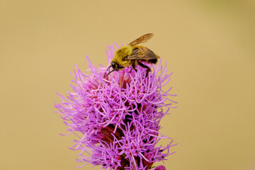 A common eastern bumblebee lands on top of a dense star purple flower
