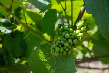 grapes on the vine  ripening ready to be pressed into wine