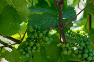 grapes on the vine  ripening ready to be pressed into wine