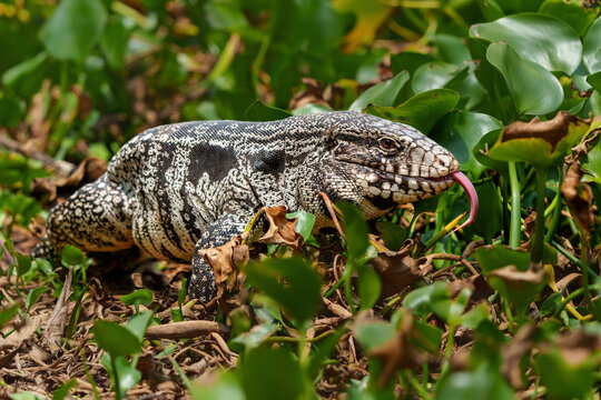 Black and white Tegu (Tupinambis merianae), a very big lizard,  walking around in the wetlands of the North Pantanal in Mato Grosso, Brazil