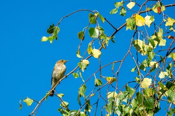 the common chiffchaff phylloscopus collybita perched in a tree with blue sky in the background
