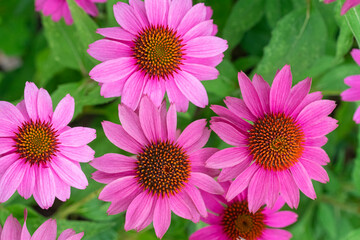 Looking Down on Bright Pink Coneflowers