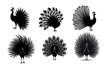 Vector silhouette of a peacock with tail feathers fanned out, highly detailed feather shapes, elegant black and white composition