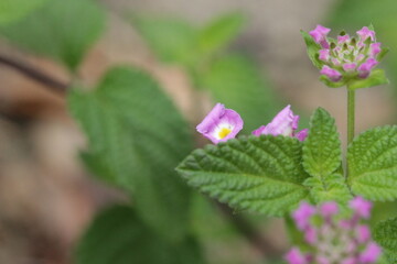 pink and purple flowers