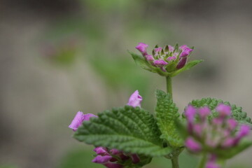 close up of pink flowers