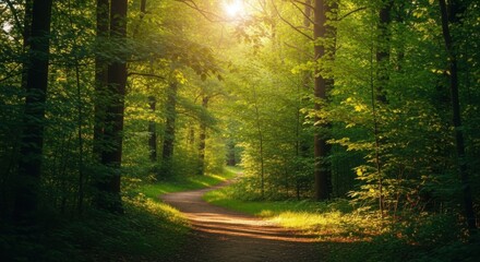 Fototapeta premium Sunlight filters through vibrant green trees onto a winding forest path