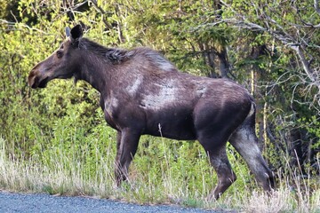 Yukon Territories, Canada