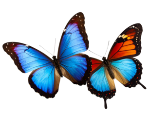 Close up of Two Butterflies in Mid Flight with Spread Wings transparent background PNG