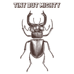 Vintage Beetle Illustration – Hand Drawn Insect Clipart for Wall Art, Sublimation Prints, and Poster Design