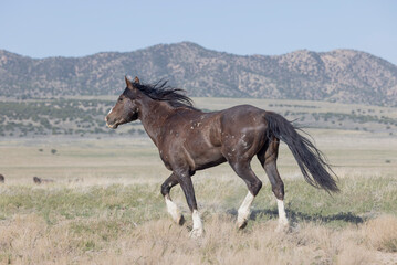 Wild Horse in the Utah Desert in Springtime