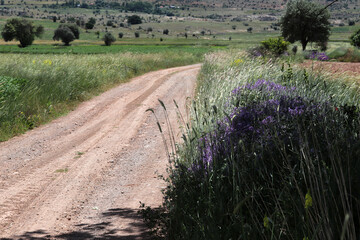 a road running through the middle of cultivated fields