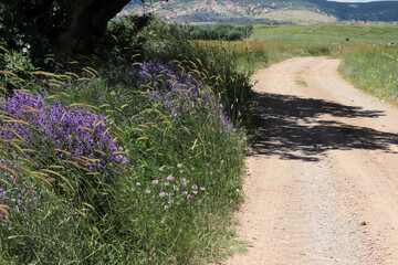 a road running through the middle of cultivated fields