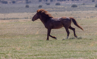 Fototapeta premium Wild Horse in the Utah Desert in Springtime