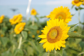 Sunflower in the shiny field