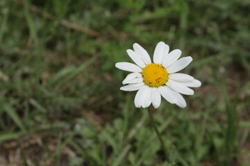 Obraz premium white daisy flower
