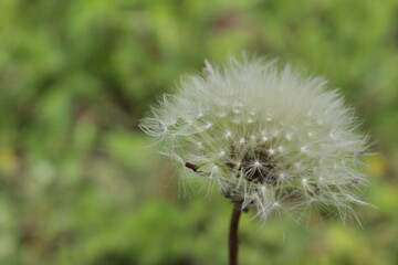 dandelion in the grass