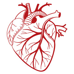 Minimalistic Red Line Drawing of a Human Heart Illustrating Anatomy and Cardiovascular System