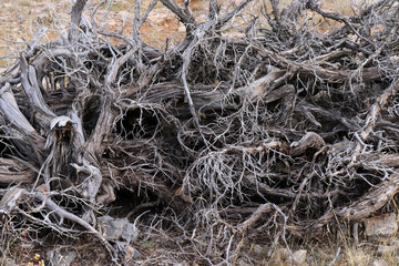 Brushwood for winter firewood. A pile of wood for the stove.