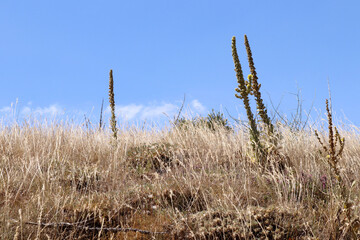 Yellow grass in autumn. Blue sky.