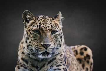 portrait of a leopard