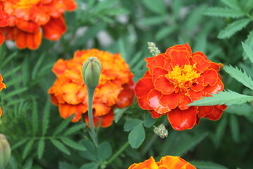 Fototapeta premium red and yellow flowers