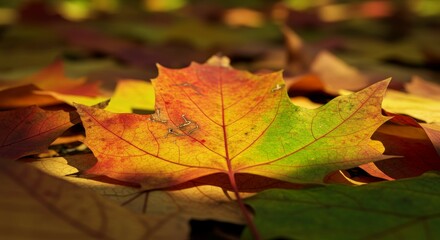 Colorful Autumn Leaf on Ground with Fall Foliage Background
