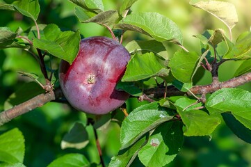 A vibrant red apple hangs from a tree branch, surrounded by lush green leaves in the sunlight.