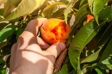 A hand gently holding a fresh, ripe peach on a tree, ready for harvest.