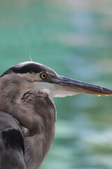 great blue heron against the water