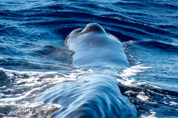 Detail of blowhole of a Spermwhale Sperm whale breathing on sea surface close up