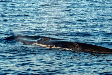 Finwhale Fin whale second largest animal of the world, on sea surface in Ligurian sea