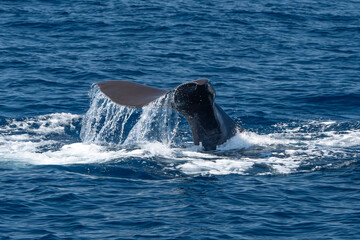 Detail of tail of a Spermwhale Sperm whale while deep diving from sea surface close up at sunset